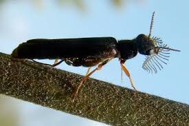 Attēlu rezultāti vaicājumam “Hylecoetus dermestoides”