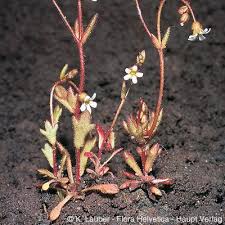 Attēlu rezultāti vaicājumam “Saxifraga tridactylites flower”