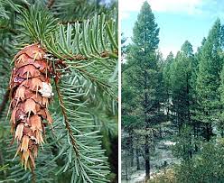 Attēlu rezultāti vaicājumam “Pseudotsuga menziesii flower”