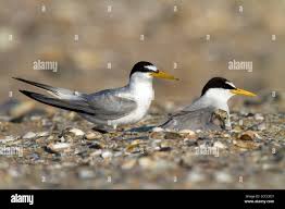 Attēlu rezultāti vaicājumam “Sternula albifrons”