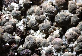 Attēlu rezultāti vaicājumam “Trapeliopsis granulosa”