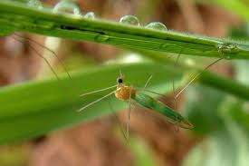 Attēlu rezultāti vaicājumam “Nematocera”