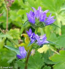 Attēlu rezultāti vaicājumam “Campanula glomerata bud”