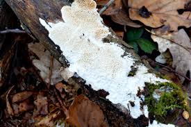 Attēlu rezultāti vaicājumam “Antrodia albida”