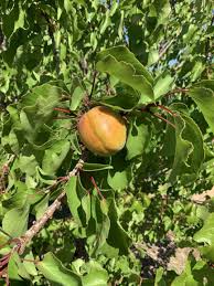 Attēlu rezultāti vaicājumam “Prunus armeniaca”