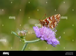 Attēlu rezultāti vaicājumam “Boloria aquilonaris underside”