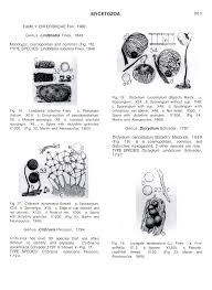 Attēlu rezultāti vaicājumam “Diachea leucopodia young”