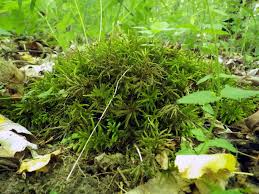 Attēlu rezultāti vaicājumam “Climacium dendroides sporophyte”