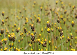 Attēlu rezultāti vaicājumam “Trifolium spadiceum flower”