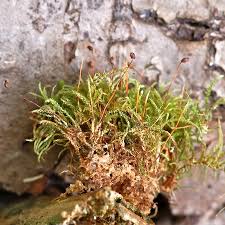 Attēlu rezultāti vaicājumam “Sciuro-hypnum reflexum”