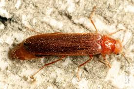 Attēlu rezultāti vaicājumam “Hylecoetus dermestoides male”