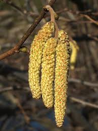 Attēlu rezultāti vaicājumam “Corylus avellana male flower”