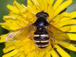 Attēlu rezultāti vaicājumam “Sericomyia silentis”