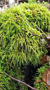 Attēlu rezultāti vaicājumam “Eurhynchium angustirete sporophyte”