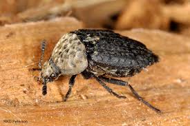 Attēlu rezultāti vaicājumam “Stemonitopsis subcaespitosa macro”