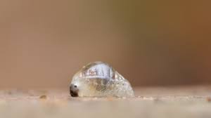 Attēlu rezultāti vaicājumam “Phronia sp.”