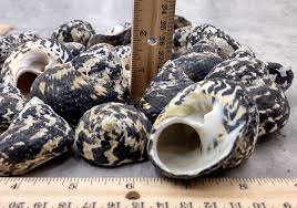 Image result for mountain top seashell