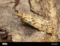 Attēlu rezultāti vaicājumam “Chimabachidae”