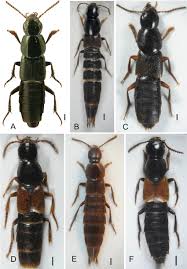 Attēlu rezultāti vaicājumam “Quedius dilatatus”