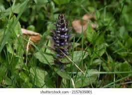 Attēlu rezultāti vaicājumam “Ajuga pyramidalis leaf”