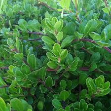 Attēlu rezultāti vaicājumam “Exobasidium uvae-ursi”