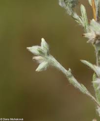 Attēlu rezultāti vaicājumam “Filago arvensis”