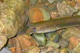 Attēlu rezultāti vaicājumam “Lampetra planeri”