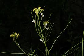 Attēlu rezultāti vaicājumam “Sisymbrium altissimum”