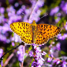 Attēlu rezultāti vaicājumam “Clossiana selene upperside”