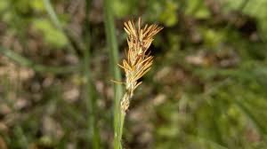 Attēlu rezultāti vaicājumam “Carex arenaria  flower”