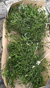 Attēlu rezultāti vaicājumam “Viscum album leaf”