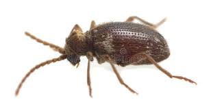 Attēlu rezultāti vaicājumam “Ptinus sp. male”