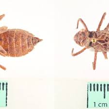 Attēlu rezultāti vaicājumam “Libellula quadrimaculata exuvia”