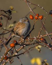 Image result for England Staffordshire Birding Club