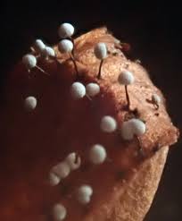 Attēlu rezultāti vaicājumam “Didymium nigripes stalked”