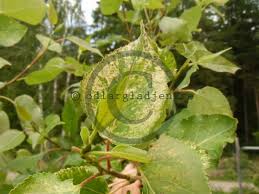 Attēlu rezultāti vaicājumam “Populus x jackii”