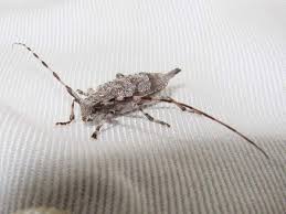 Attēlu rezultāti vaicājumam “Acanthocinus aedilis”