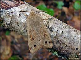 Attēlu rezultāti vaicājumam “Orthosia munda”