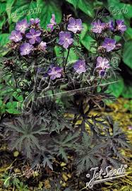 Image result for Geranium pratense