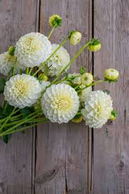 Image result for Dahlia `Snowflake`
