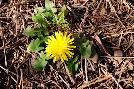 Attēlu rezultāti vaicājumam “Taraxacum officinale aggr. leaf”