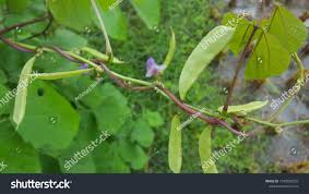 Attēlu rezultāti vaicājumam “Leguminosae”