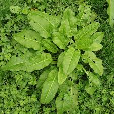 Attēlu rezultāti vaicājumam “Rumex obtusifolius fruit”