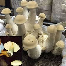 Image result for macrocybe titans