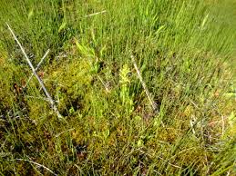 Attēlu rezultāti vaicājumam “Liparis loeselii leaf”