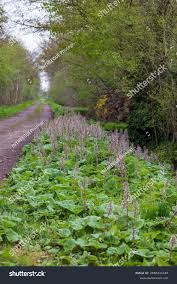 Attēlu rezultāti vaicājumam “Petasites hybridus”