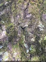 Attēlu rezultāti vaicājumam “Physarum alexandrowiczii”