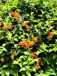Attēlu rezultāti vaicājumam “Chenopodium acerifolium flower”