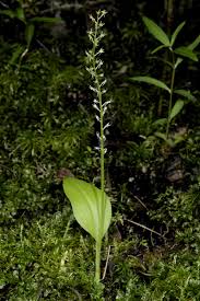 Attēlu rezultāti vaicājumam “Malaxis monophyllos leaf”