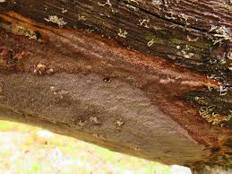 Attēlu rezultāti vaicājumam “Phellinus ferrugineofuscus”